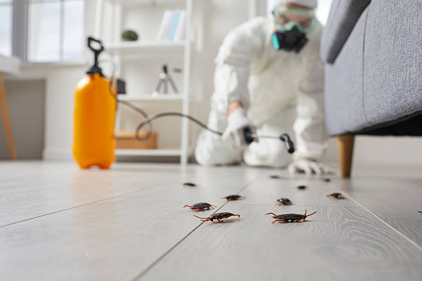 Commercial Kitchen Cockroach Control in Ash Flat